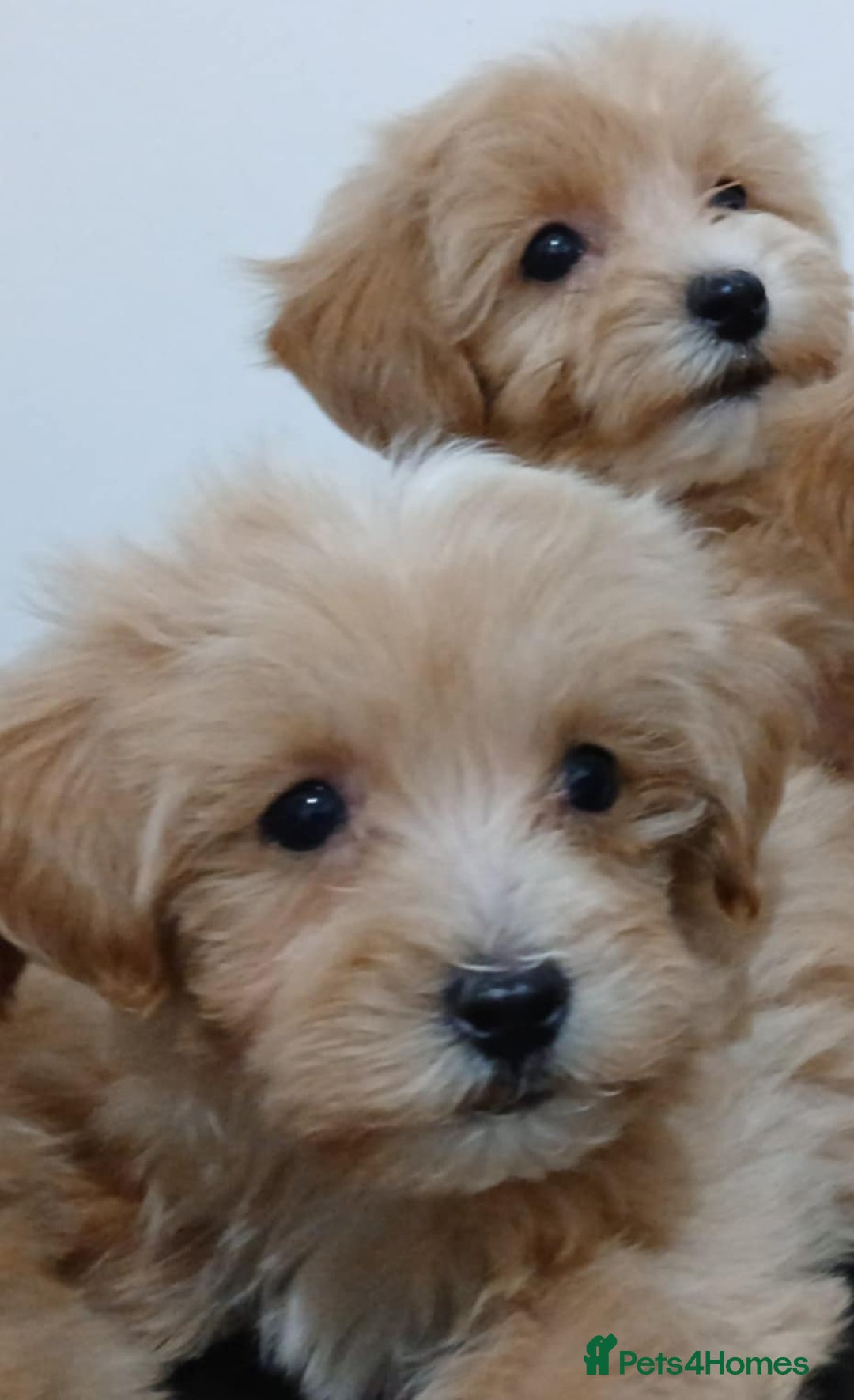 Maltipoo dogs for sale: ✨ F1 Maltipoo Puppies – Tiny, Loving & intelligent - Image 4
