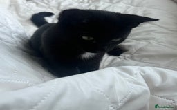 Mixed Breed cats for sale: Black Kitten Ragdoll x British Longhair Mix - Image 5