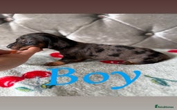 Miniature Dachshund dogs for sale: Adorable Miniature Dachshund Puppies for Sale! ❤️ - Image 7