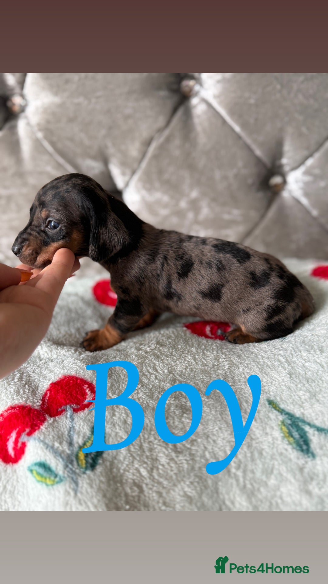 Miniature Dachshund dogs for sale: Adorable Miniature Dachshund Puppies for Sale! ❤️ - Image 7