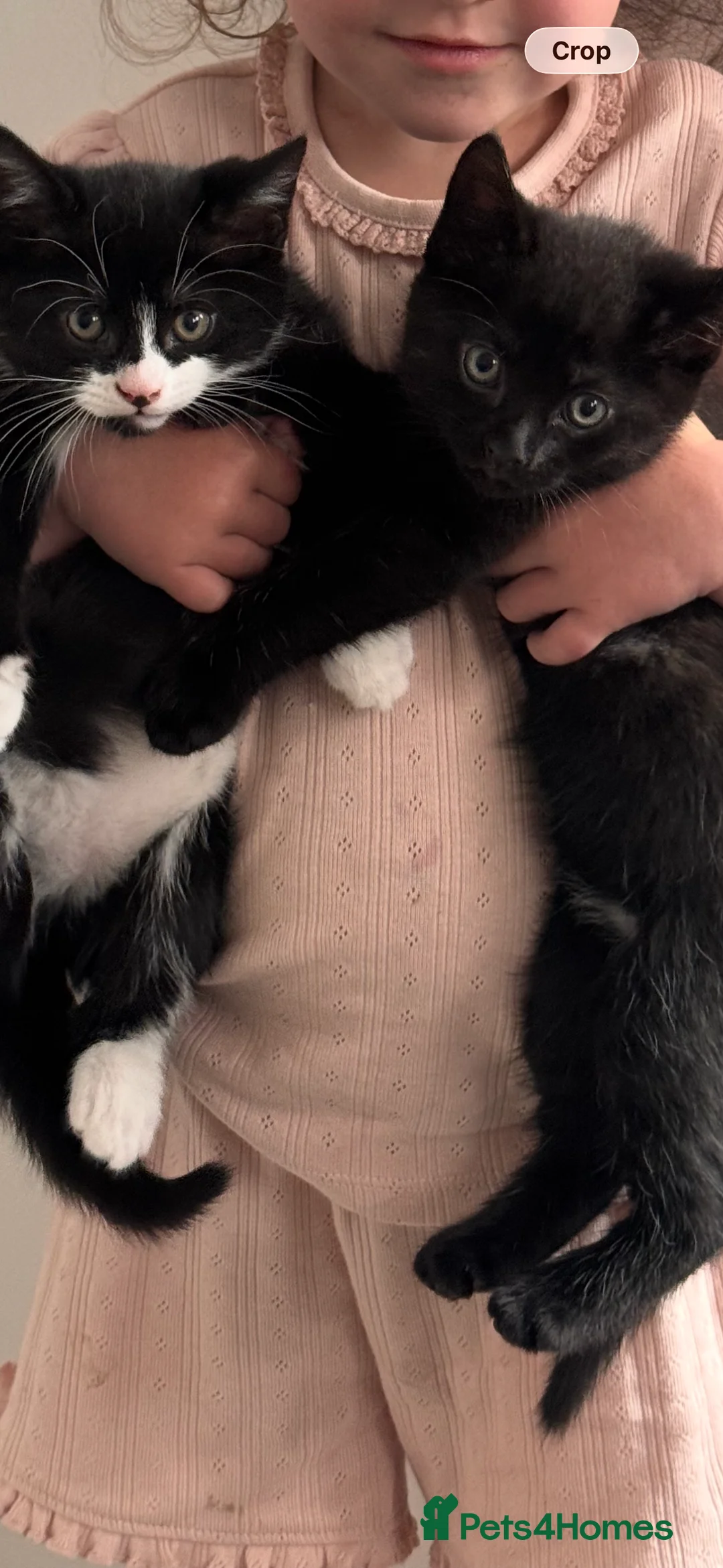 Mixed Breed cats for sale: Mixed breed fluffy kittens - Advert 2
