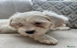 Cavachon dogs for sale: 2 Adorable boys ready for their forever homes 🐾 - Image 13