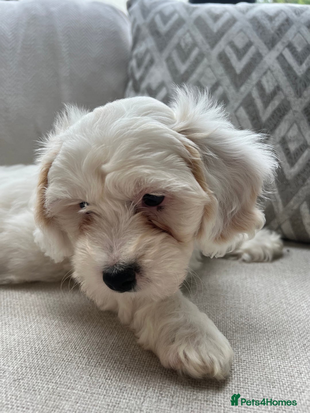 Cavachon dogs for sale: 2 Adorable boys ready for their forever homes 🐾 - Image 13