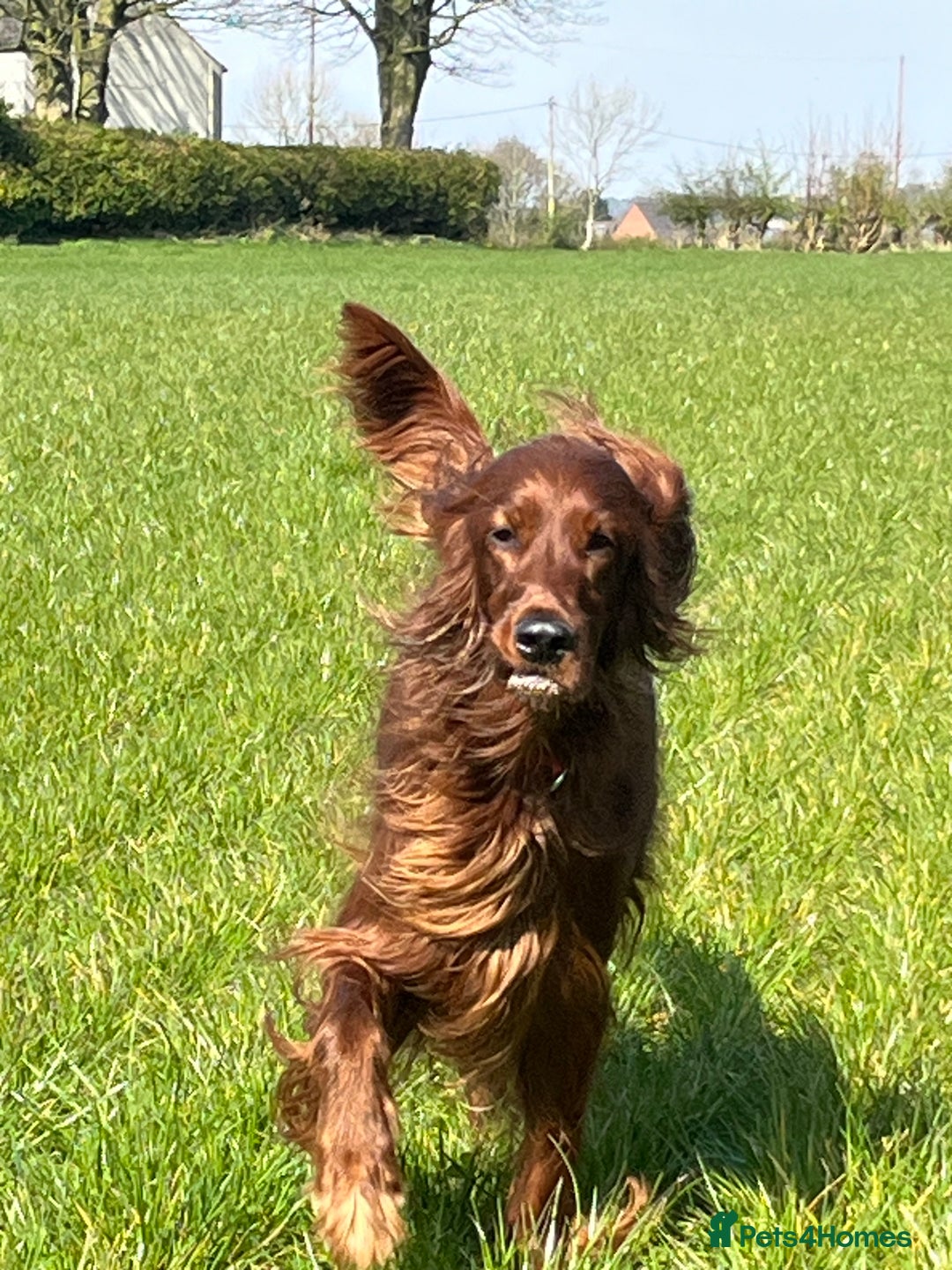 Irish Setter dogs for sale: Quality Irish setter puppies KC Registered - Advert 15