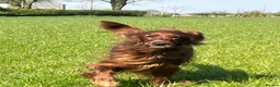 Irish Setter dogs for sale: Quality Irish setter puppies KC Registered - Advert 23