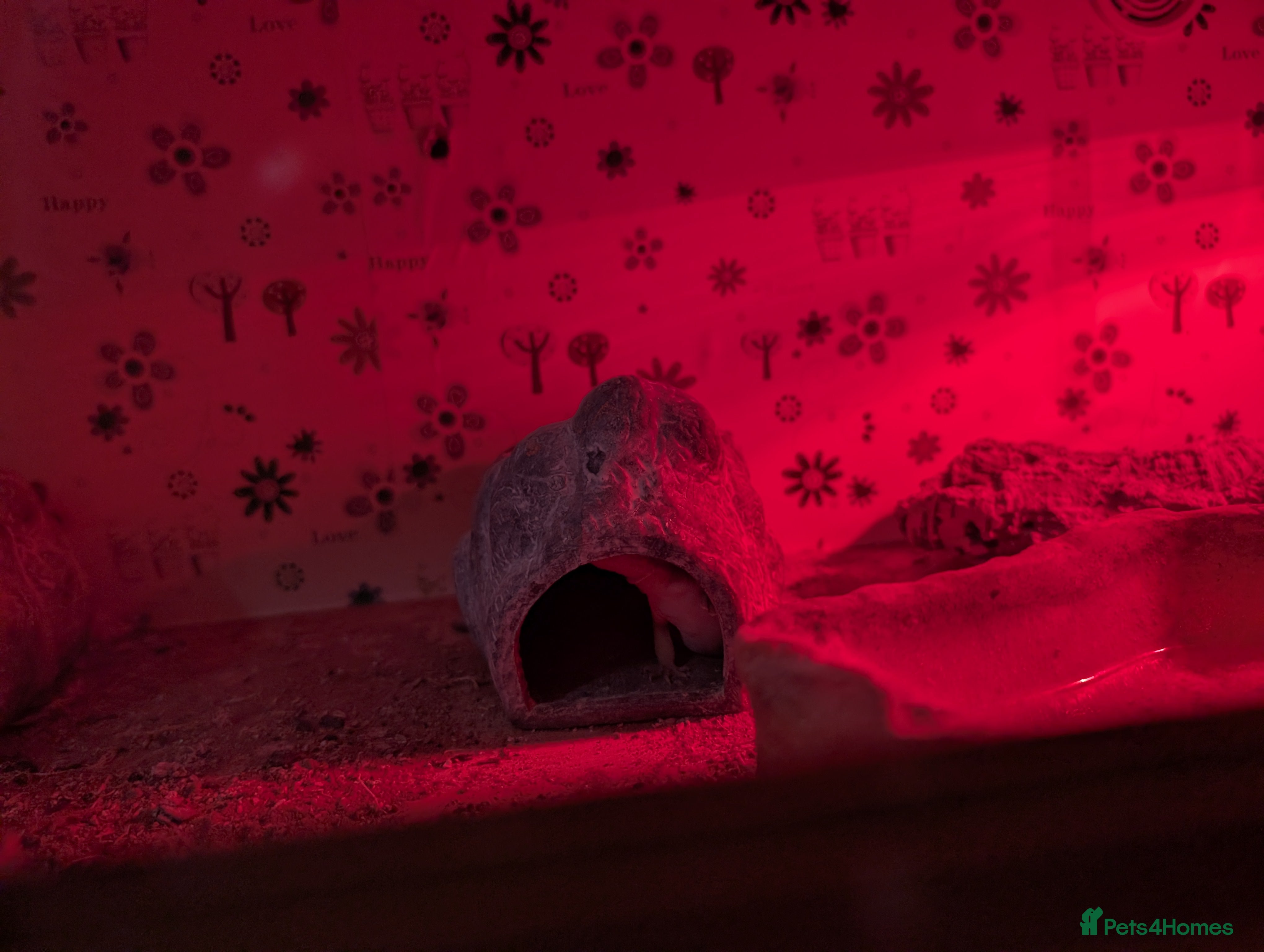 Gecko reptiles Gekos - Advert 9