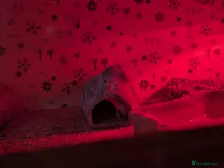 Gecko reptiles Gekos - Advert 9