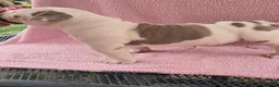 American Bully dogs for sale: Champion ABKC Line Bully Pups - Advert 20