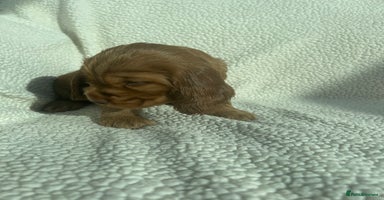 Cocker Spaniel dogs - Advert 6