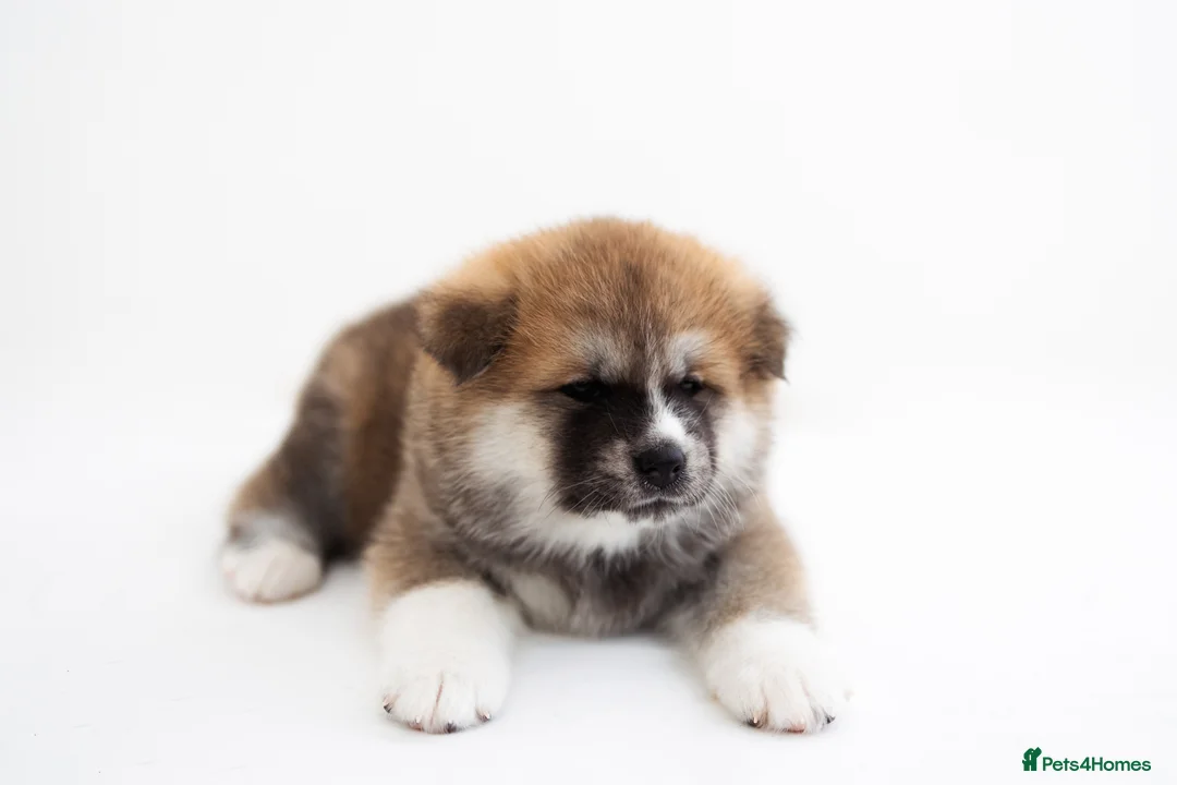 Japanese Akita Inu dogs for sale:  Japanese Akita Inu Puppies – Red Fawn - Advert 10
