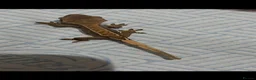 Gecko reptiles for sale: Crested gecko in South Ockendon - Advert 7