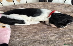 Sprocker dogs for sale: Beautiful Sprocker spaniel puppies ALL GIRLS - Image 1