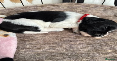 Sprocker dogs - Advert 6