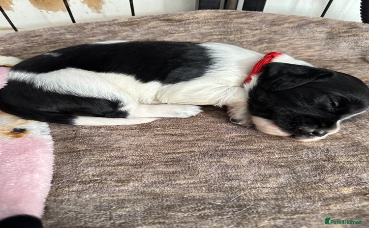 Sprocker dogs - Advert 1