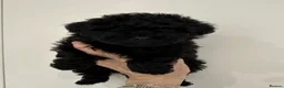 Toy Poodle dogs for sale: Tiny toy poodle   - Advert 3