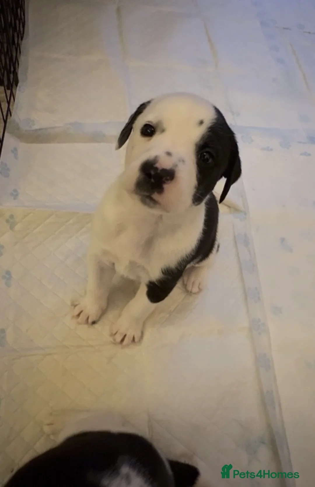 Mixed Breed dogs for sale: Dalmatian x Labrador puppies  - Advert 11