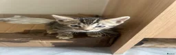 Bengal cats for sale: Bengal kittens  - Advert 3
