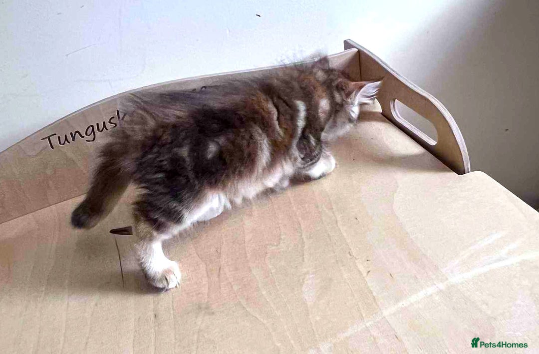 Siberian cats for sale: Beautiful purebred Siberian kittens-Hypoallergenic - Image 28