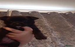 Mixed Breed dogs for sale: 🐾 Adorable Jackaranian Puppies  🐾 - Image 6