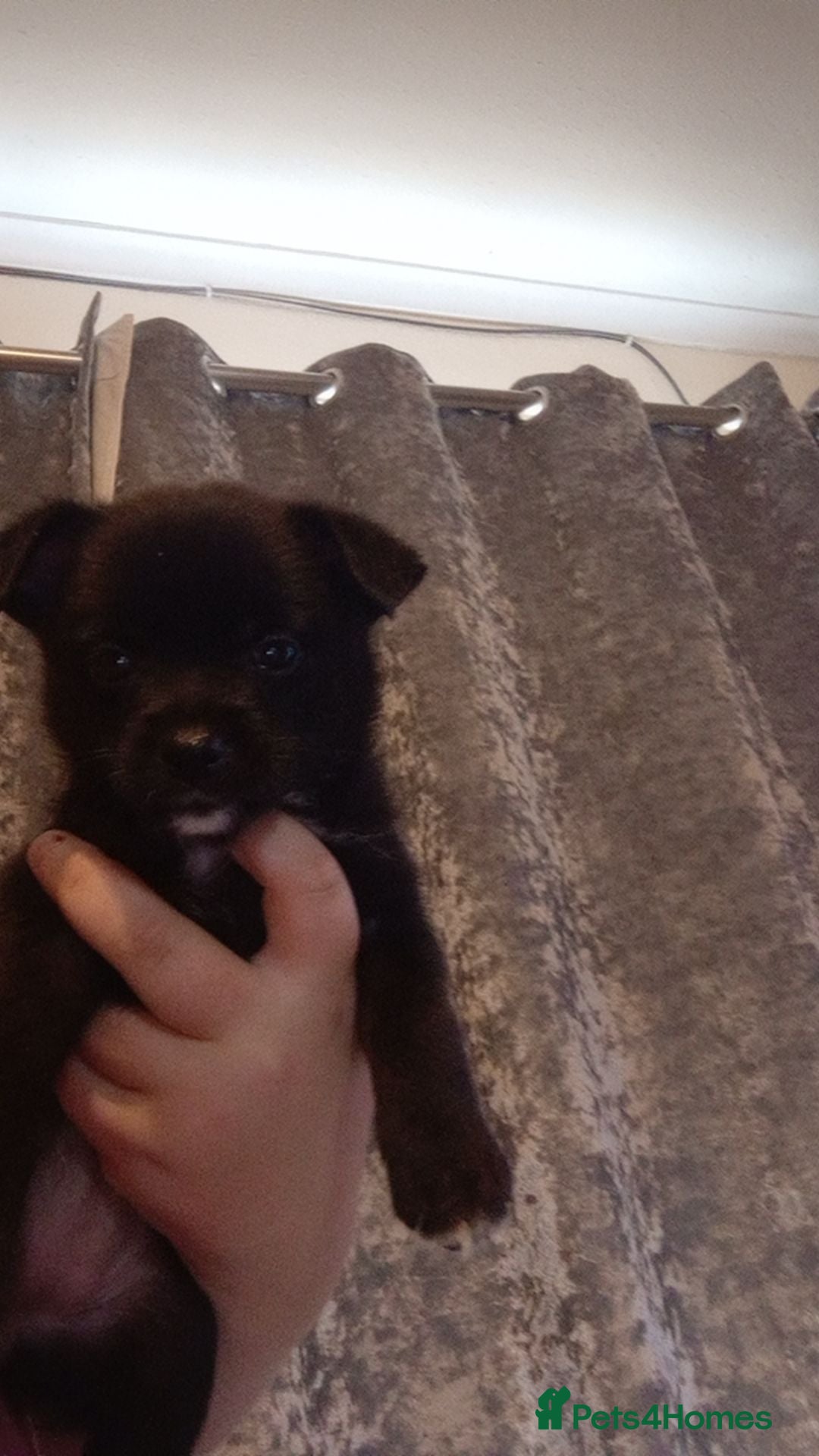 Mixed Breed dogs for sale: 🐾 Adorable Jackaranian Puppies  🐾 - Image 6