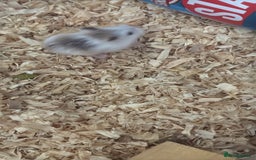 Hamster rodents for sale: Roborovski dwarf hamster - Image 3