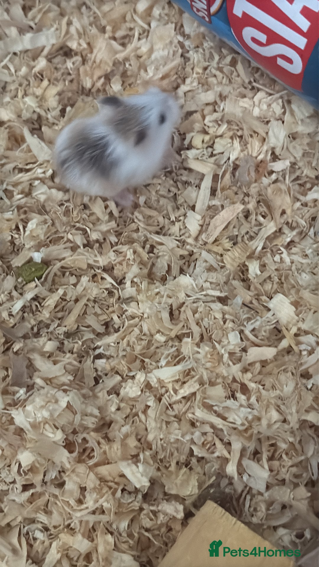 Hamster rodents for sale: Roborovski dwarf hamster - Image 3