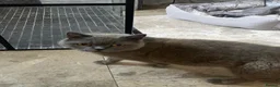 British Shorthair cats for sale: BSH kittens - Advert 4