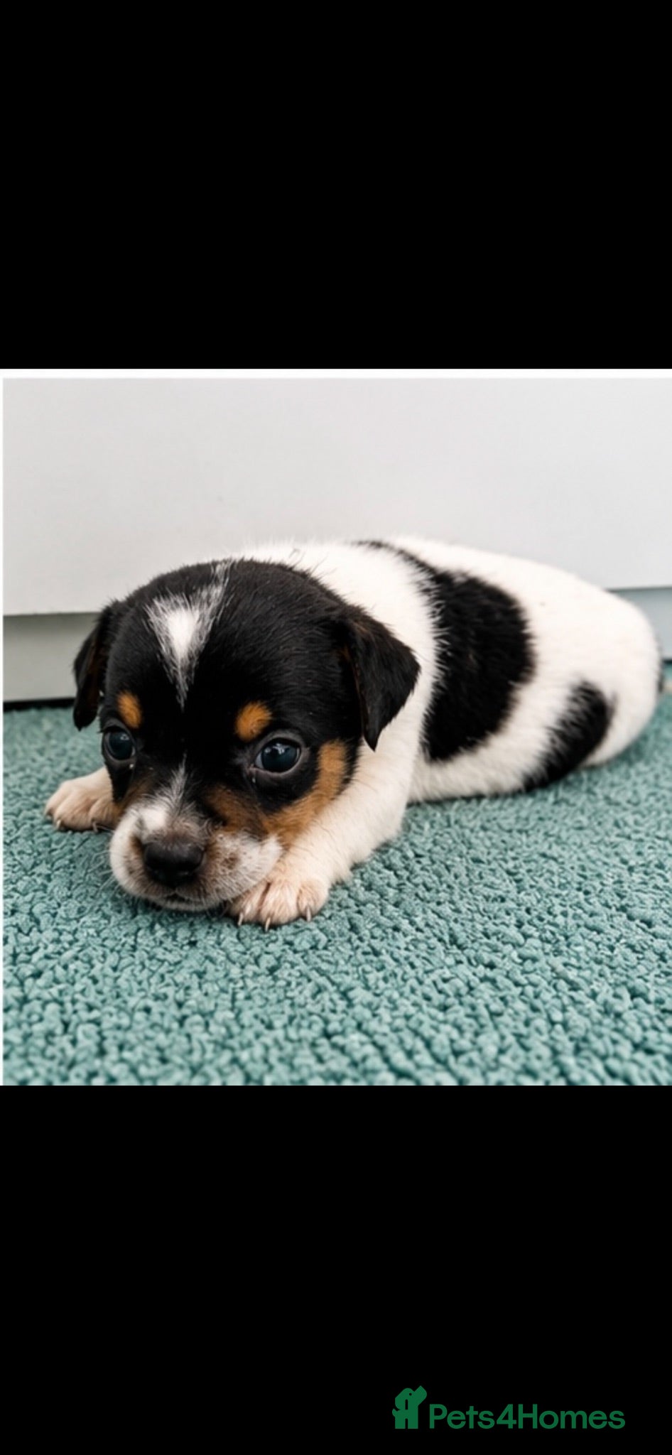 Jack Russell dogs Jack Russell Puppies Tri Coloured  - Advert 2