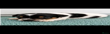 Jack Russell 1