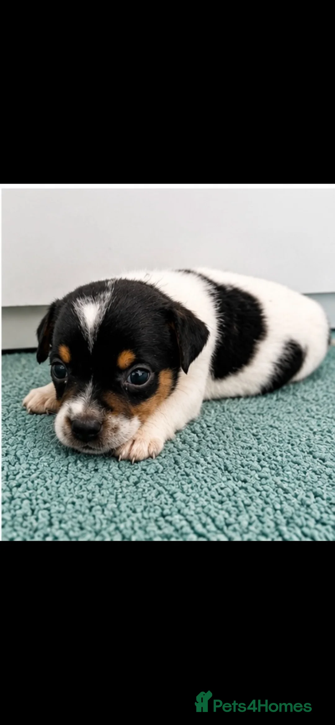 Jack Russell dogs for sale: Jack Russell Puppies Tri Coloured  - Advert 2