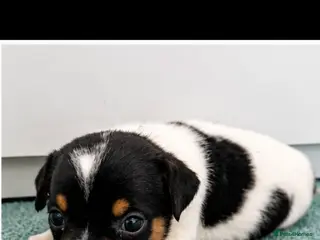 Jack Russell dogs Jack Russell Puppies Tri Coloured - Advert 2