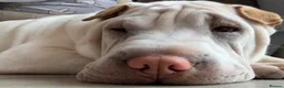 Shar Pei dogs for sale: Shar-pei in Washington - Advert 22