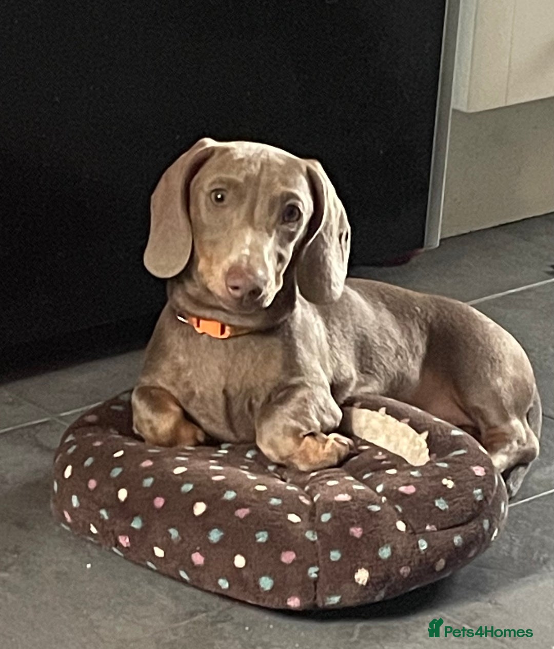 Miniature Dachshund dogs for sale: Pra clear mini dachshund pups - Image 15