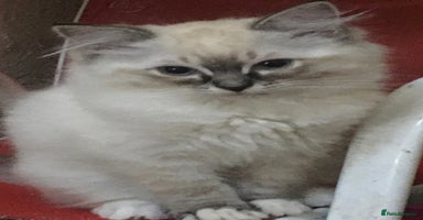 Ragdoll cats - Advert 6