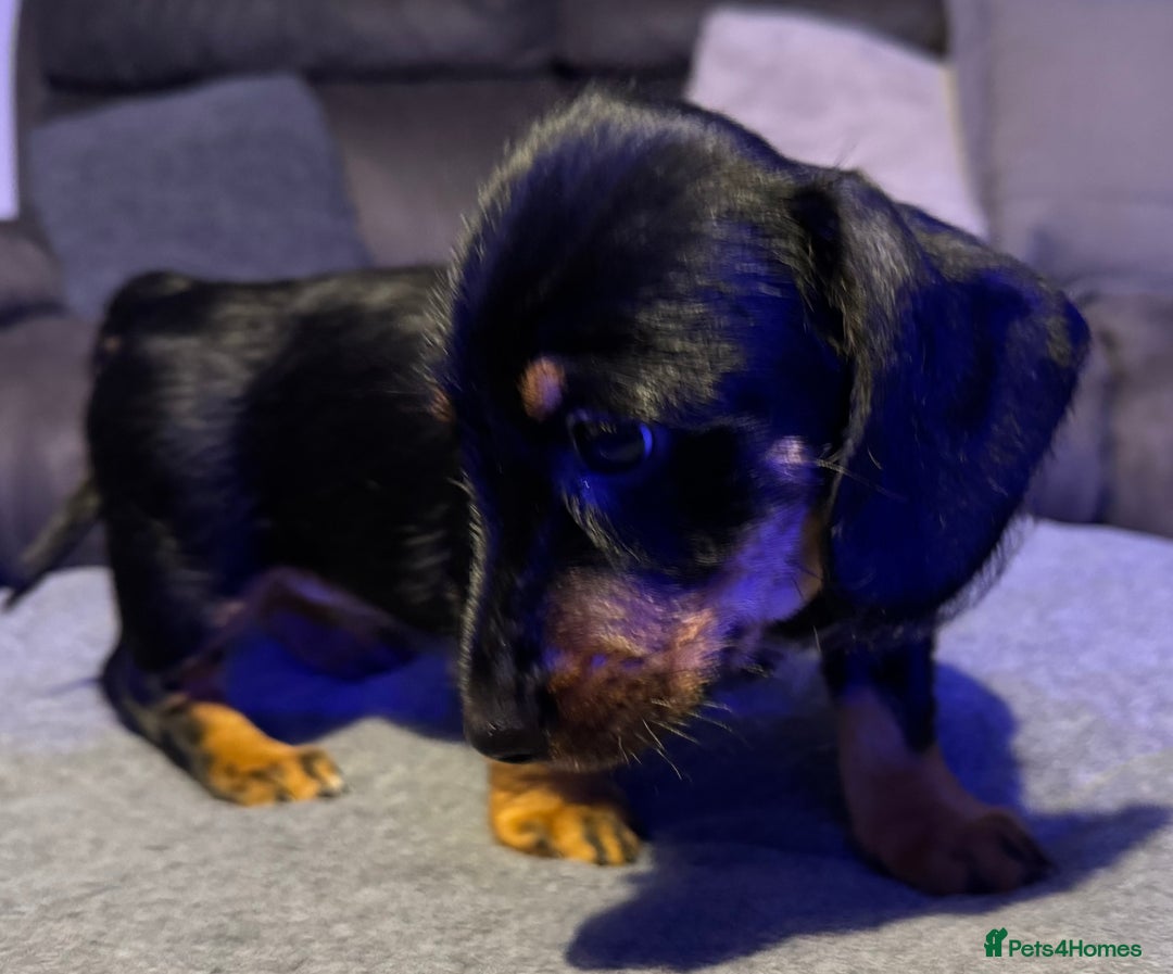 Dachshund dogs for sale: Gorgeous Standard wire haired & smooth Dachshunds - Advert 34