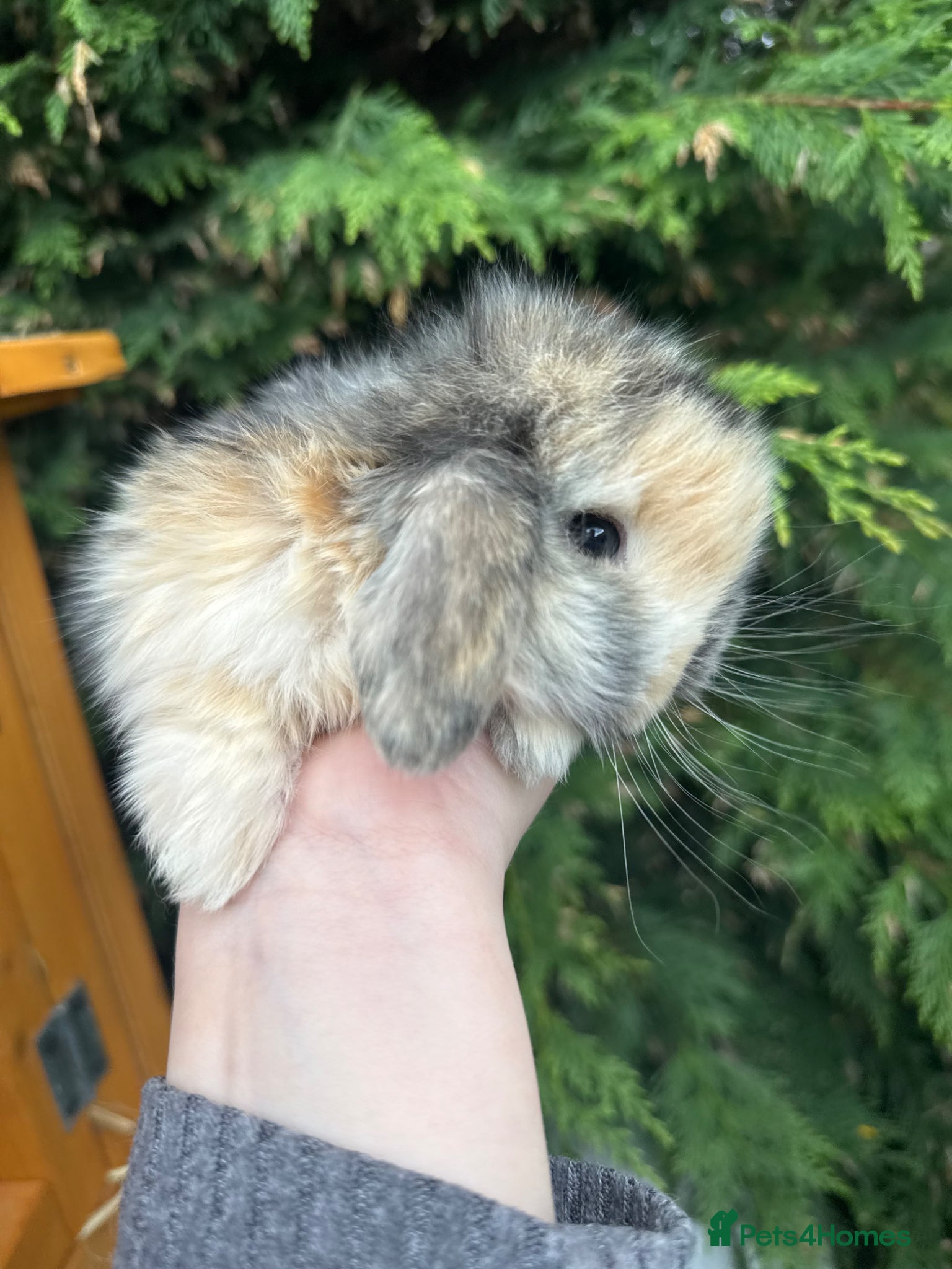 Mini Lop rabbits Mini lop baby rabbits  - Advert 5
