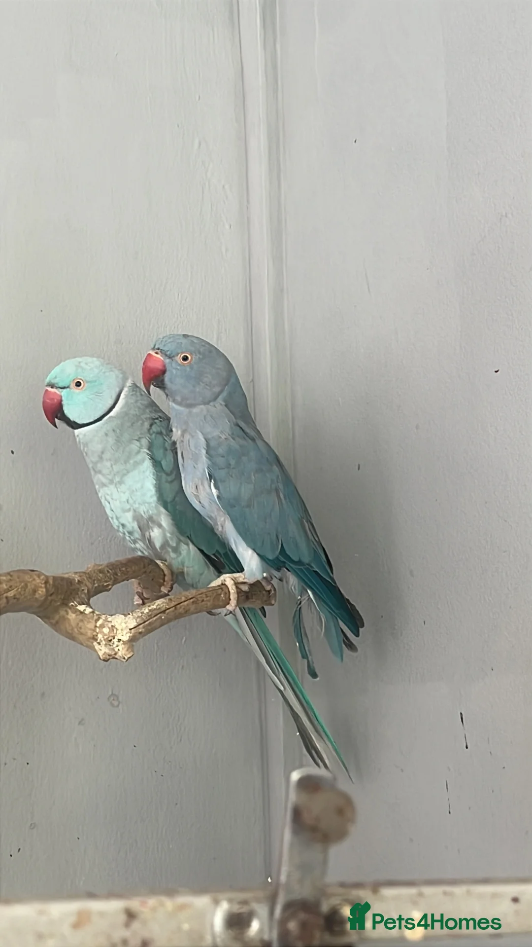 Ringnecks birds for sale: Bonded pair Indian Ringneck - Advert 1