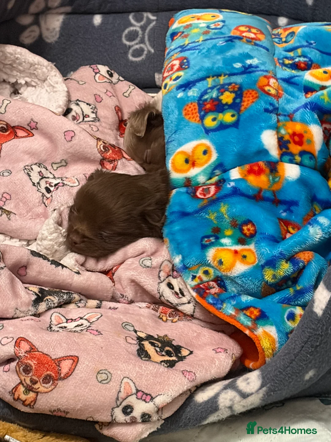 Chihuahua dogs for sale: One solid chocolate female chihuahua left!! ⭐️⭐️⭐️ - Advert 19