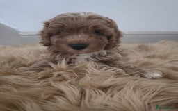 Cockapoo dogs for sale: Beautiful cockapoo puppies - Image 4