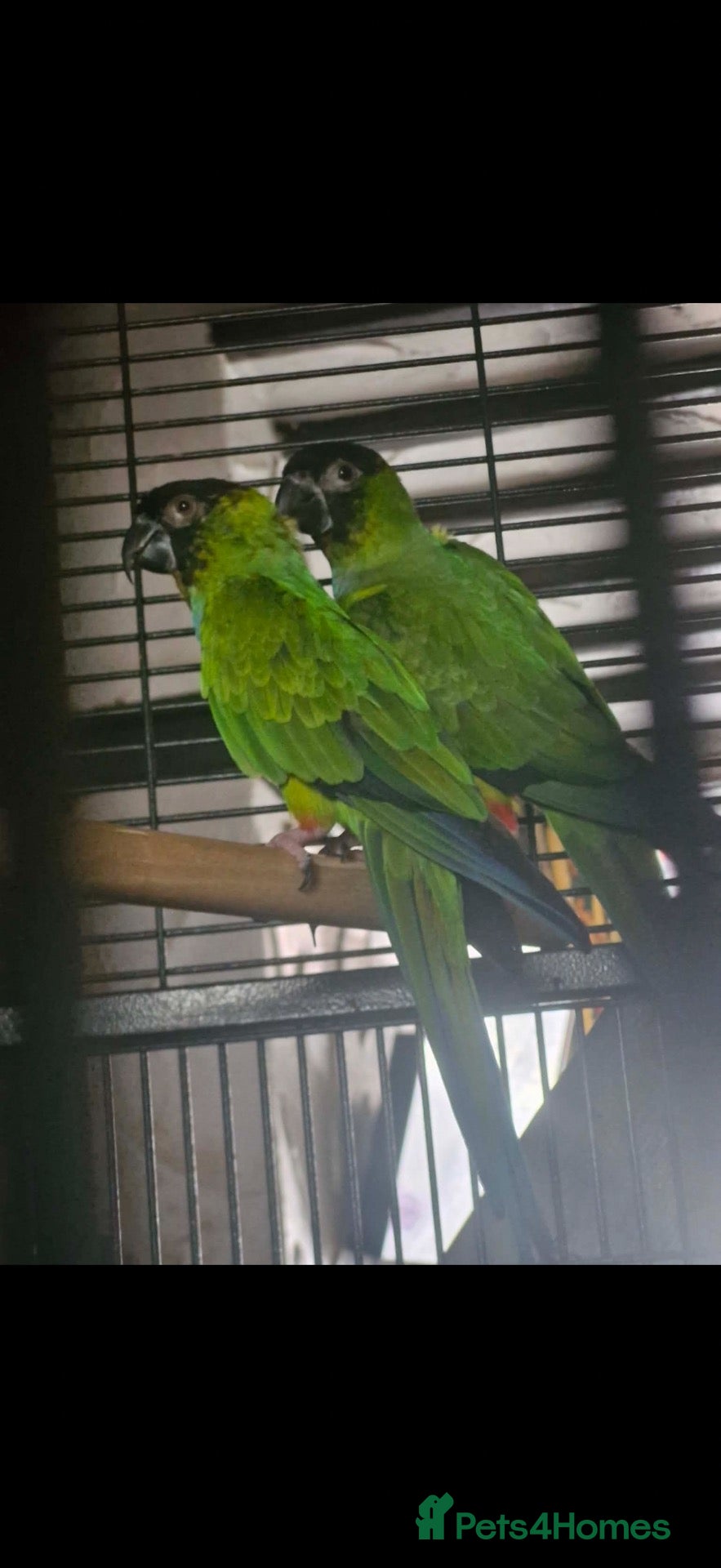 Parakeets birds Nanday Parakeet - Advert 6