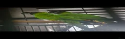 Parakeets birds for sale: Nanday Parakeet in Stoke-on-Trent - Advert 1