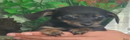 Chiweenie dogs for sale: Chiweenies looking for their forever home - Advert 1