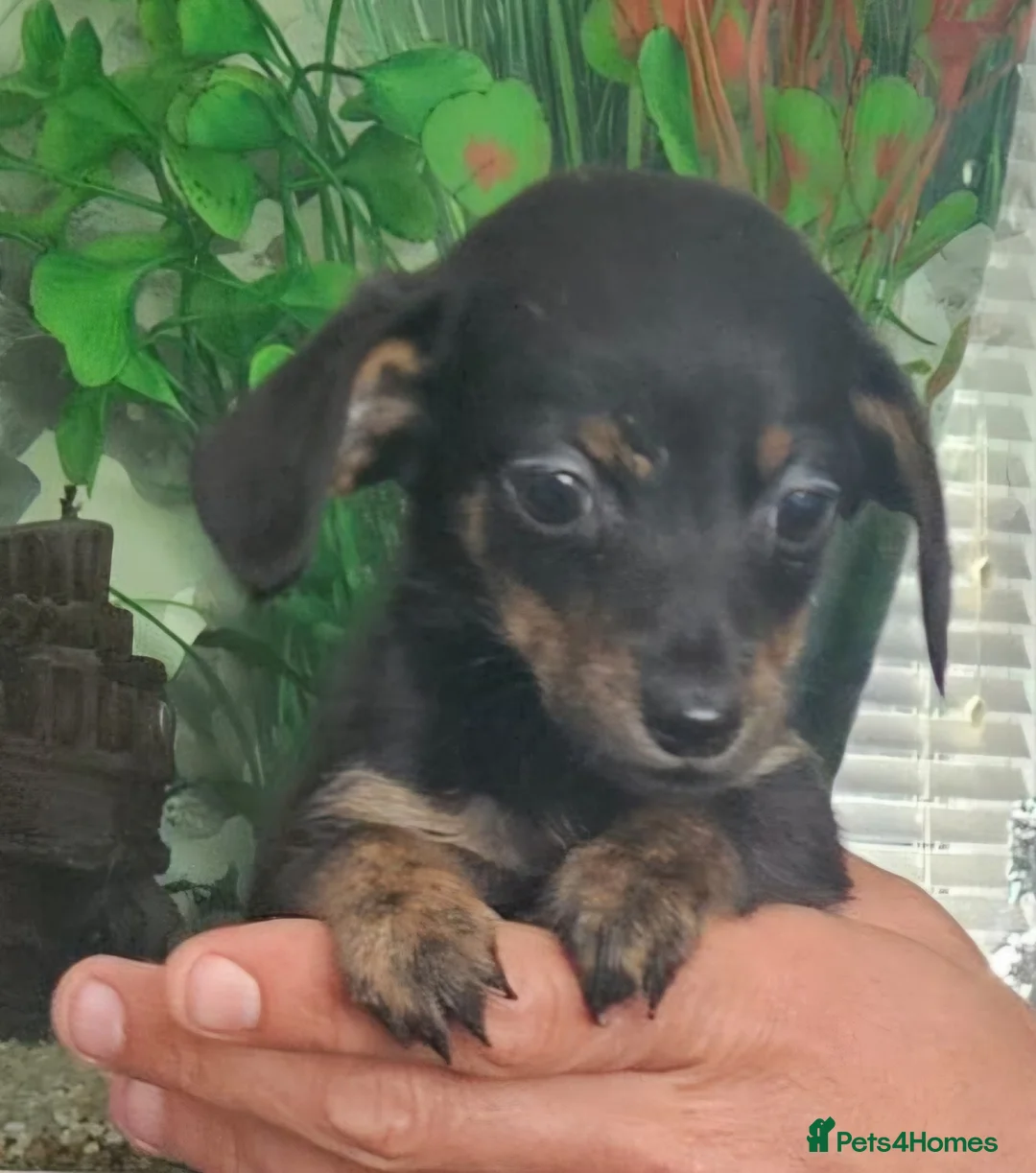 Chiweenie dogs for sale: Chiweenies looking for their forever home - Advert 1