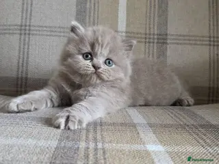 British Shorthair cats Outstanding GCCF British Shorthair Kittens - Advert 1