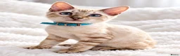 Bengal cats for sale: TICA Registered Bengal snow 5 Generation Pedigree  - Advert 8