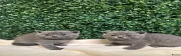 British Shorthair cats for sale: British Shorthair Kittens (Blue) - Advert 8