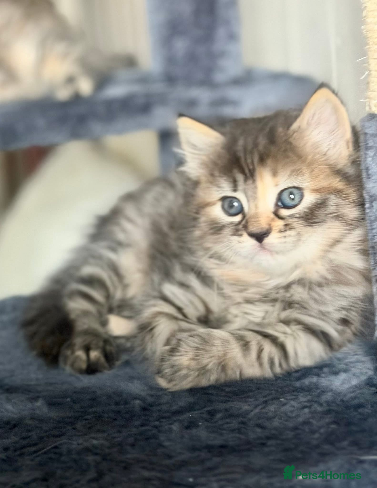 Mixed Breed cats Beautiful kittens - Advert 4