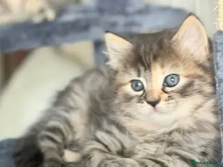 Mixed Breed cats Beautiful kittens - Advert 1