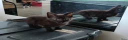 Mixed Breed cats for sale: 4 Beautiful kittens £100 each  - Advert 5