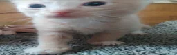 Ragdoll cats for sale: Ragdoll x - Advert 13